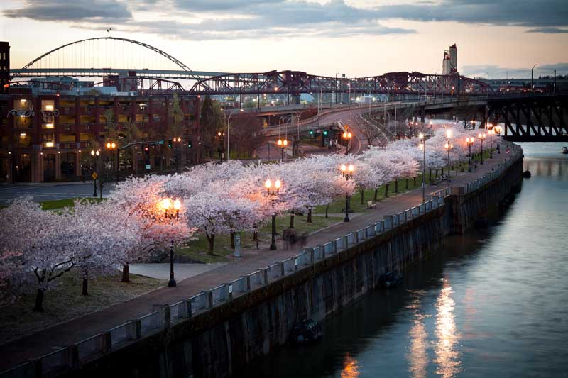 River in portland lined with flowering cherry blossoms.
